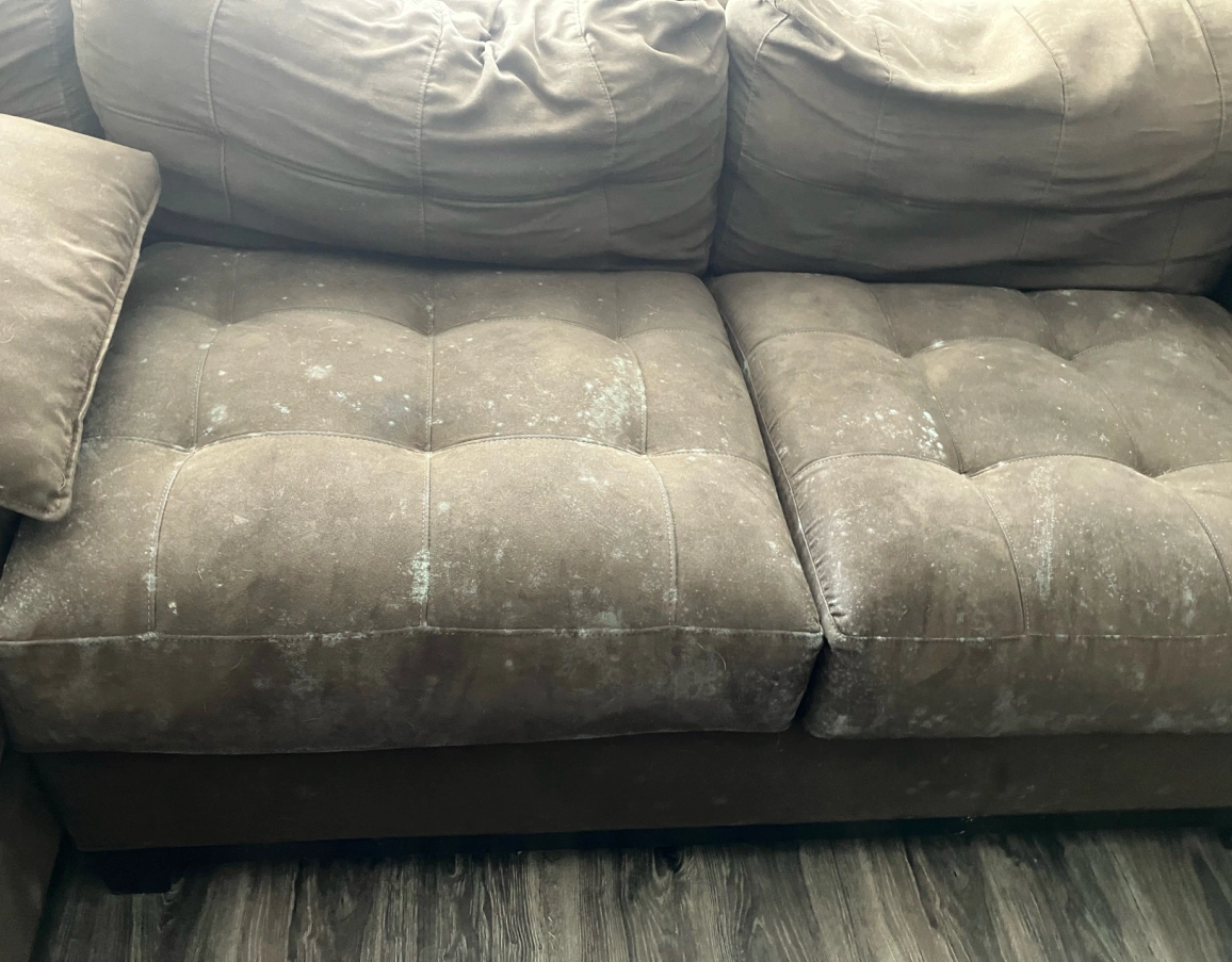 mold remediation service